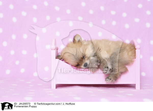 Zwergspitz Welpe / Pomeranian Puppy / JH-29573