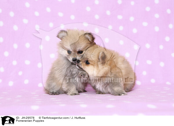 Zwergspitz Welpen / Pomeranian Puppies / JH-29578