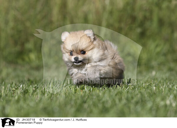Pomeranian Puppy / JH-30718