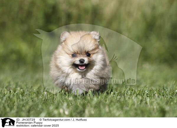 Pomeranian Puppy / JH-30729