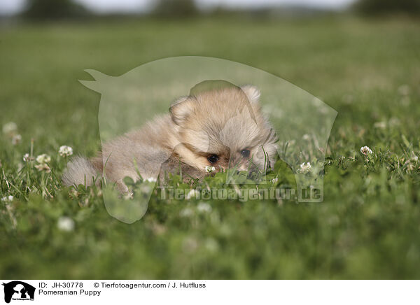 Zwergspitz Welpe / Pomeranian Puppy / JH-30778