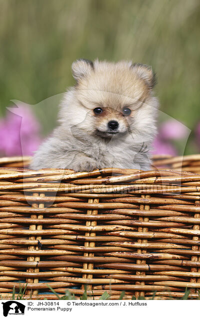 Pomeranian Puppy / JH-30814