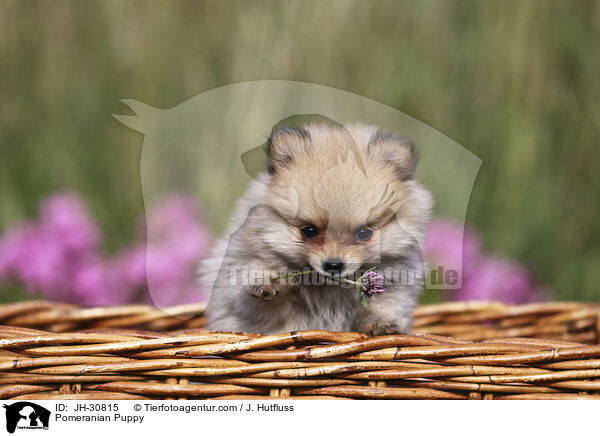 Zwergspitz Welpe / Pomeranian Puppy / JH-30815