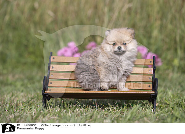 Pomeranian Puppy / JH-30831