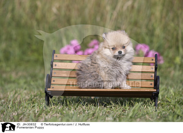 Zwergspitz Welpe / Pomeranian Puppy / JH-30832