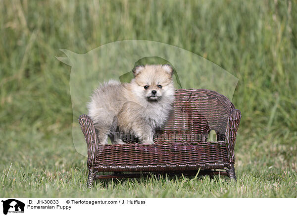Pomeranian Puppy / JH-30833