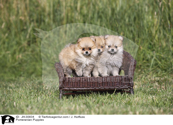 Pomeranian Puppies / JH-30834