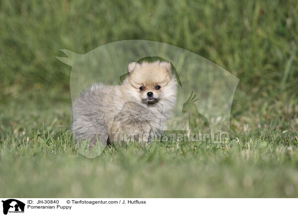 Pomeranian Puppy / JH-30840