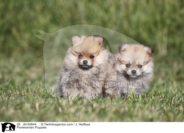 Pomeranian Puppies / JH-30844