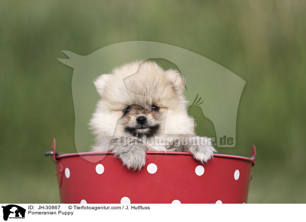 Pomeranian Puppy / JH-30867