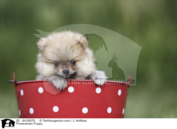 Pomeranian Puppy / JH-30870