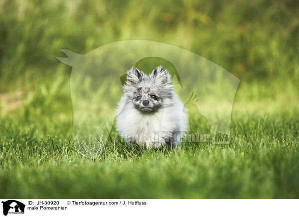 male Pomeranian / JH-30920