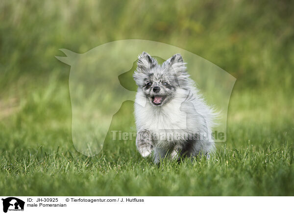 male Pomeranian / JH-30925