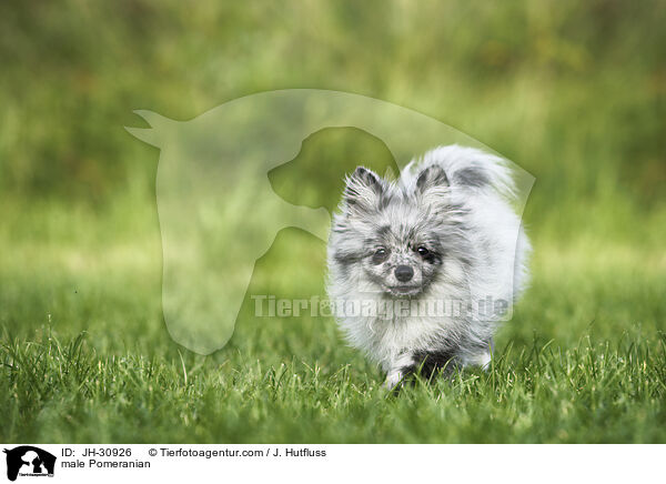 male Pomeranian / JH-30926