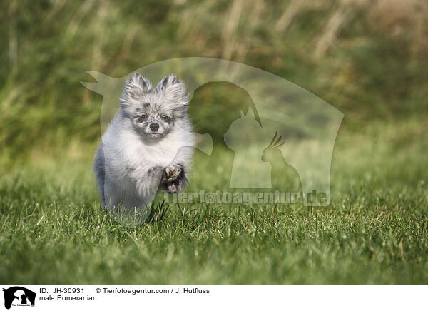 male Pomeranian / JH-30931