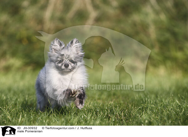 male Pomeranian / JH-30932