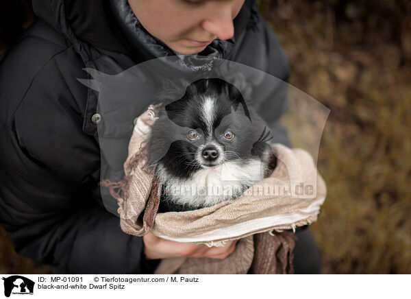 schwarz-weier Zwergspitz / black-and-white Dwarf Spitz / MP-01091