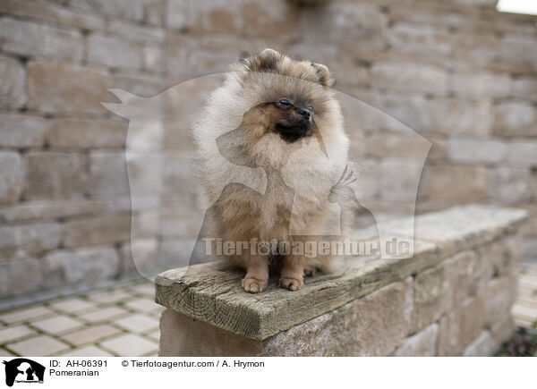 Zwergspitz / Pomeranian / AH-06391