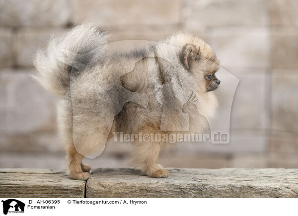 Zwergspitz / Pomeranian / AH-06395