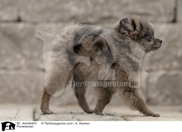 Zwergspitz / Pomeranian / AH-06403