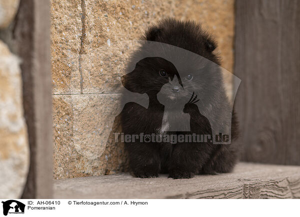 Zwergspitz / Pomeranian / AH-06410