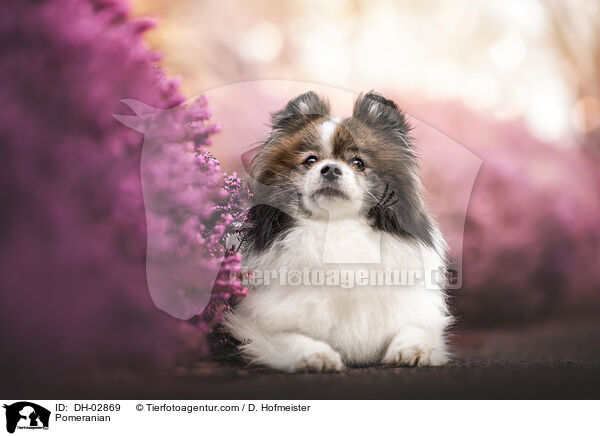 Pomeranian / DH-02869