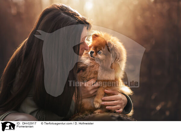 Zwergspitz / Pomeranian / DH-02917