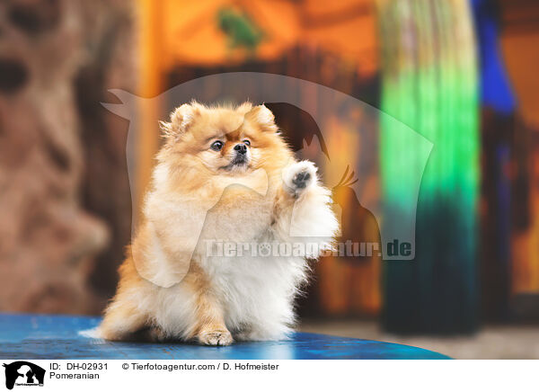 Zwergspitz / Pomeranian / DH-02931