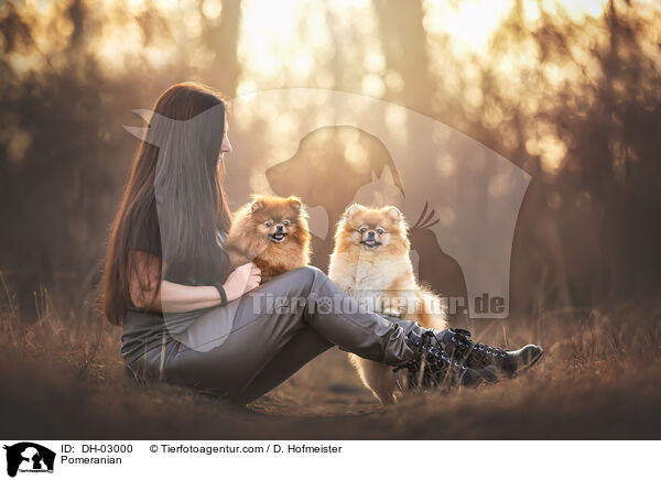 Zwergspitz / Pomeranian / DH-03000