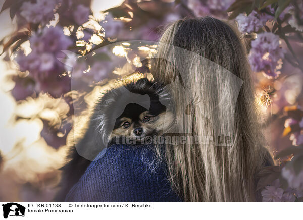female Pomeranian / KR-01138