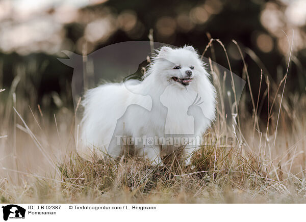 Zwergspitz / Pomeranian / LB-02387