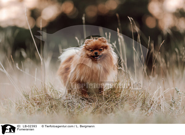 Zwergspitz / Pomeranian / LB-02393