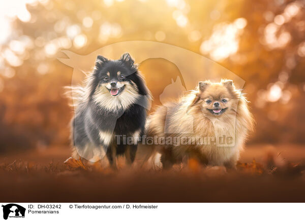 Zwergspitze / Pomeranians / DH-03242