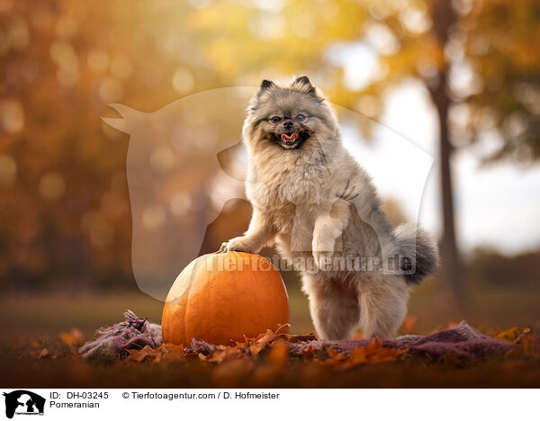 Zwergspitz / Pomeranian / DH-03245