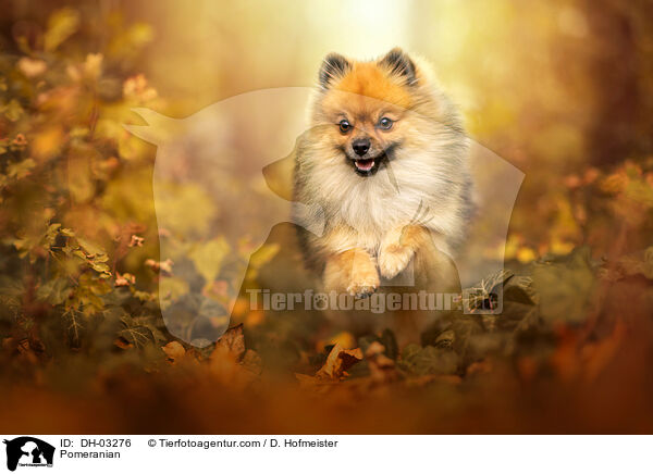 Pomeranian / DH-03276
