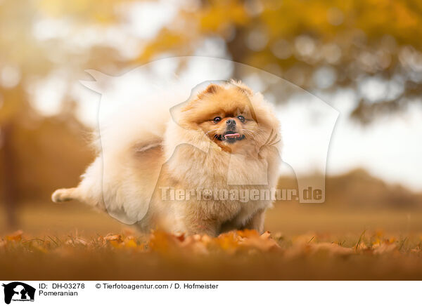 Pomeranian / DH-03278