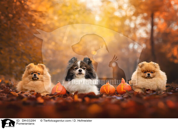 Pomeranians / DH-03284