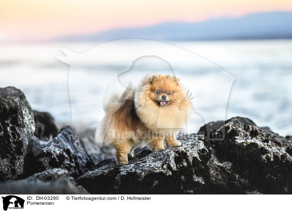 Pomeranian / DH-03290