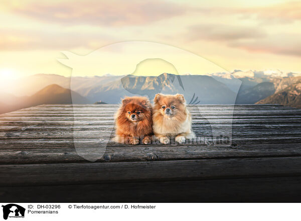 Zwergspitze / Pomeranians / DH-03296