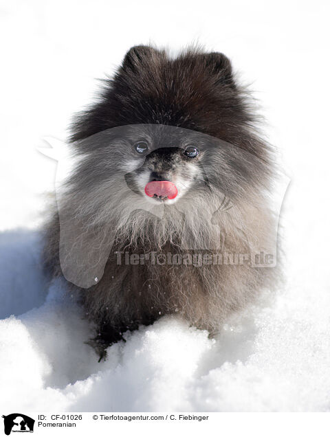 Zwergspitz / Pomeranian / CF-01026