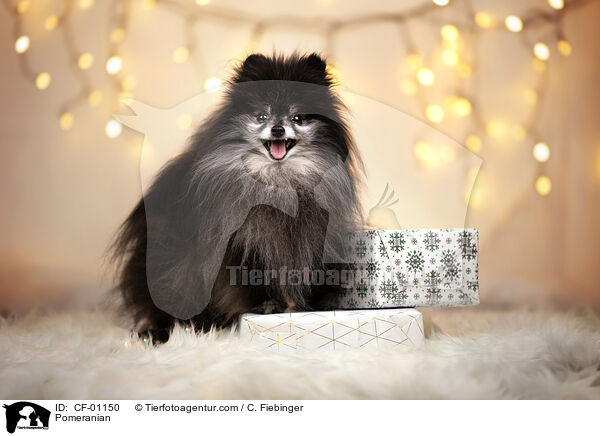 Zwergspitz / Pomeranian / CF-01150