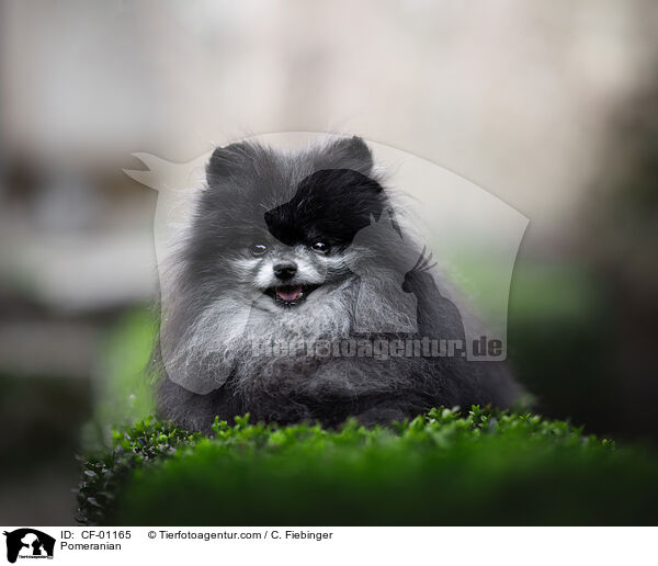 Zwergspitz / Pomeranian / CF-01165