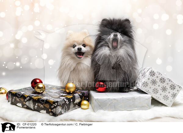 Zwergspitze / Pomeranians / CF-01220