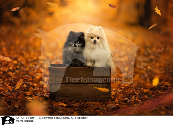 Zwergspitze / Pomeranians / CF-01405