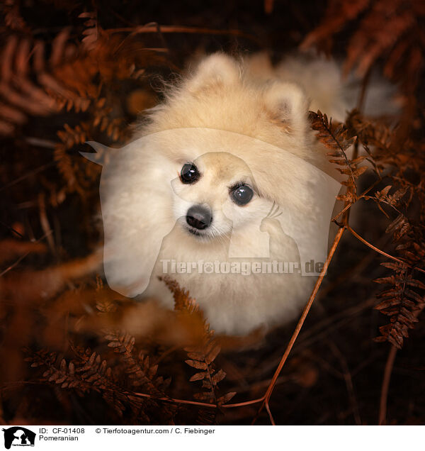 Pomeranian / CF-01408