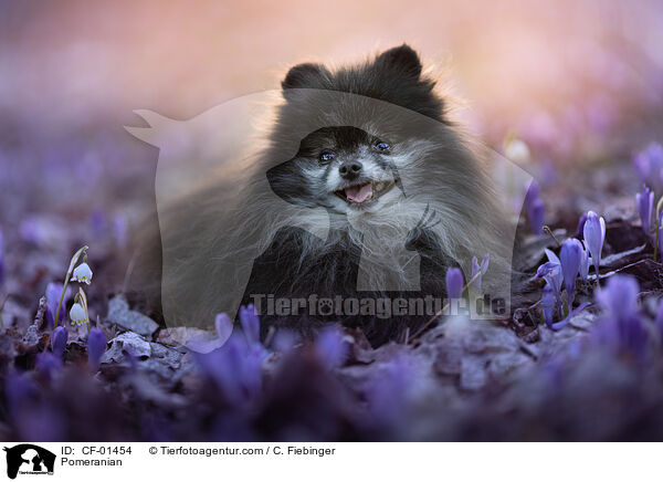 Pomeranian / CF-01454