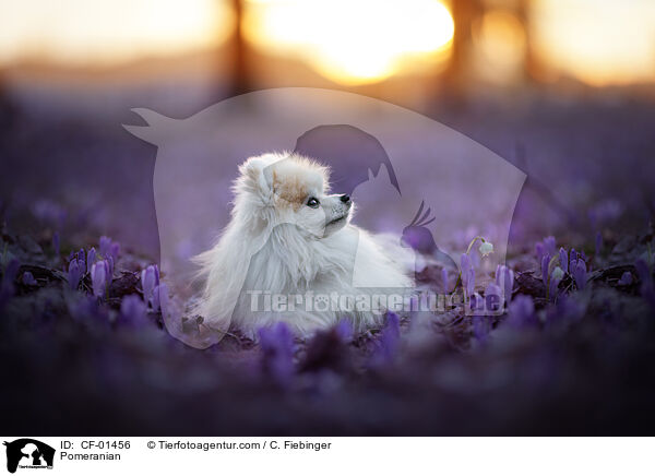 Pomeranian / CF-01456