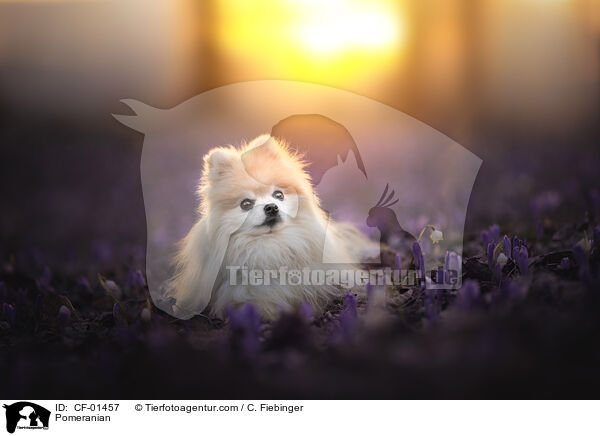 Zwergspitz / Pomeranian / CF-01457