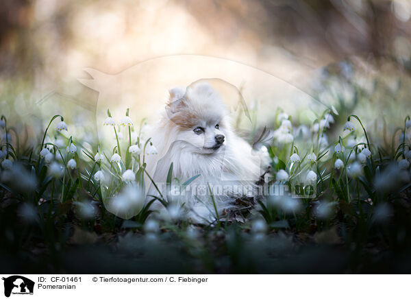 Pomeranian / CF-01461