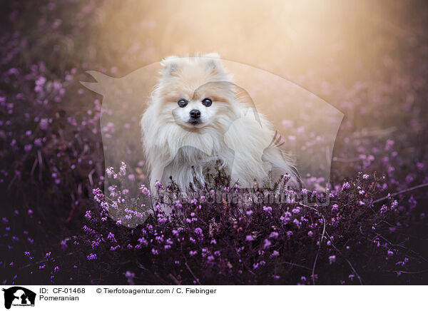 Pomeranian / CF-01468